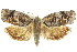  ( - 11ANIC-09163)  @14 [ ] CreativeCommons - Attribution (2011) ANIC/CBG Photography Group Centre for Biodiversity Genomics