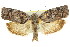  ( - 11ANIC-09165)  @14 [ ] CreativeCommons - Attribution (2011) ANIC/CBG Photography Group Centre for Biodiversity Genomics