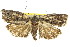  (Illidgea epigramma - 11ANIC-09215)  @11 [ ] CreativeCommons - Attribution (2011) ANIC/CBG Photography Group Centre for Biodiversity Genomics