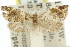  ( - 11ANIC-09312)  @11 [ ] CreativeCommons - Attribution (2011) ANIC/CBG Photography Group Centre for Biodiversity Genomics