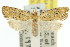  (Capua dyslecta - 11ANIC-09318)  @13 [ ] CreativeCommons - Attribution (2011) ANIC/CBG Photography Group Centre for Biodiversity Genomics