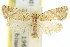  ( - 11ANIC-09325)  @11 [ ] CreativeCommons - Attribution (2011) ANIC/CBG Photography Group Centre for Biodiversity Genomics