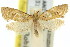  ( - 11ANIC-09327)  @11 [ ] CreativeCommons - Attribution (2011) ANIC/CBG Photography Group Centre for Biodiversity Genomics