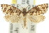  ( - 11ANIC-09354)  @14 [ ] CreativeCommons - Attribution (2011) ANIC/CBG Photography Group Centre for Biodiversity Genomics