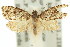  ( - 11ANIC-09359)  @11 [ ] CreativeCommons - Attribution (2011) ANIC/CBG Photography Group Centre for Biodiversity Genomics