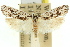  ( - 11ANIC-09409)  @11 [ ] CreativeCommons - Attribution (2011) ANIC/CBG Photography Group Centre for Biodiversity Genomics