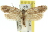  (Procometis - 11ANIC-09423)  @15 [ ] CreativeCommons - Attribution (2011) ANIC/CBG Photography Group Centre for Biodiversity Genomics
