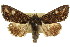  ( - 11ANIC-09463)  @14 [ ] CreativeCommons - Attribution (2011) ANIC/CBG Photography Group Centre for Biodiversity Genomics