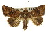  ( - 11ANIC-09465)  @11 [ ] CreativeCommons - Attribution (2011) ANIC/CBG Photography Group Centre for Biodiversity Genomics