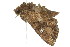  ( - 11ANIC-09467)  @13 [ ] CreativeCommons - Attribution (2011) ANIC/CBG Photography Group Centre for Biodiversity Genomics