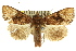  ( - 11ANIC-09469)  @14 [ ] CreativeCommons - Attribution (2011) ANIC/CBG Photography Group Centre for Biodiversity Genomics