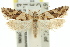  ( - 11ANIC-09552)  @11 [ ] CreativeCommons - Attribution (2011) ANIC/CBG Photography Group Centre for Biodiversity Genomics