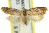  (Capua leucospila - 11ANIC-09567)  @13 [ ] CreativeCommons - Attribution (2011) ANIC/CBG Photography Group Centre for Biodiversity Genomics