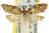  ( - 11ANIC-09584)  @11 [ ] CreativeCommons - Attribution (2011) ANIC/CBG Photography Group Centre for Biodiversity Genomics