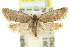  ( - 11ANIC-09643)  @11 [ ] CreativeCommons - Attribution (2011) ANIC/CBG Photography Group Centre for Biodiversity Genomics
