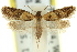  (Capua arrythmodes - 11ANIC-09652)  @11 [ ] CreativeCommons - Attribution (2011) ANIC/CBG Photography Group Centre for Biodiversity Genomics