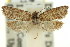  ( - 11ANIC-09662)  @12 [ ] CreativeCommons - Attribution (2011) ANIC/CBG Photography Group Centre for Biodiversity Genomics