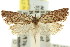  ( - 11ANIC-09665)  @11 [ ] CreativeCommons - Attribution (2011) ANIC/CBG Photography Group Centre for Biodiversity Genomics