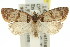  ( - 11ANIC-09668)  @14 [ ] CreativeCommons - Attribution (2011) ANIC/CBG Photography Group Centre for Biodiversity Genomics