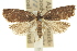  ( - 11ANIC-09670)  @14 [ ] CreativeCommons - Attribution (2011) ANIC/CBG Photography Group Centre for Biodiversity Genomics