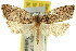  ( - 11ANIC-09674)  @11 [ ] CreativeCommons - Attribution (2011) ANIC/CBG Photography Group Centre for Biodiversity Genomics