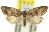  ( - 11ANIC-09679)  @11 [ ] CreativeCommons - Attribution (2011) ANIC/CBG Photography Group Centre for Biodiversity Genomics
