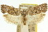  ( - 11ANIC-09717)  @11 [ ] CreativeCommons - Attribution (2011) ANIC/CBG Photography Group Centre for Biodiversity Genomics
