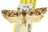  ( - 11ANIC-09719)  @11 [ ] CreativeCommons - Attribution (2011) ANIC/CBG Photography Group Centre for Biodiversity Genomics