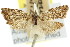  (Cnephasia catarrapha - 11ANIC-09795)  @11 [ ] CreativeCommons - Attribution (2011) ANIC/CBG Photography Group Centre for Biodiversity Genomics