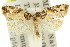  ( - 11ANIC-09799)  @12 [ ] CreativeCommons - Attribution (2011) ANIC/CBG Photography Group Centre for Biodiversity Genomics