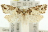  (Cnephasia sp. ANIC1 - 11ANIC-09800)  @13 [ ] CreativeCommons - Attribution (2011) ANIC/CBG Photography Group Centre for Biodiversity Genomics