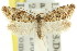  (Cnephasia sp. ANIC3 - 11ANIC-09806)  @11 [ ] CreativeCommons - Attribution (2011) ANIC/CBG Photography Group Centre for Biodiversity Genomics