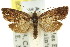 (Cnephasia stereodes - 11ANIC-09808)  @14 [ ] CreativeCommons - Attribution (2011) ANIC/CBG Photography Group Centre for Biodiversity Genomics