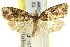  ( - 11ANIC-09810)  @11 [ ] CreativeCommons - Attribution (2011) ANIC/CBG Photography Group Centre for Biodiversity Genomics