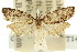  (Cnephasia mermera - 11ANIC-09813)  @11 [ ] CreativeCommons - Attribution (2011) ANIC/CBG Photography Group Centre for Biodiversity Genomics