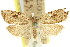  (Cnephasia thiopasta - 11ANIC-09815)  @11 [ ] CreativeCommons - Attribution (2011) ANIC/CBG Photography Group Centre for Biodiversity Genomics