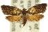  ( - 11ANIC-09819)  @13 [ ] CreativeCommons - Attribution (2011) ANIC/CBG Photography Group Centre for Biodiversity Genomics