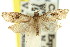  ( - 11ANIC-09825)  @11 [ ] CreativeCommons - Attribution (2011) ANIC/CBG Photography Group Centre for Biodiversity Genomics