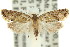  ( - 11ANIC-09826)  @11 [ ] CreativeCommons - Attribution (2011) ANIC/CBG Photography Group Centre for Biodiversity Genomics