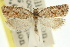  ( - 11ANIC-09833)  @11 [ ] CreativeCommons - Attribution (2011) ANIC/CBG Photography Group Centre for Biodiversity Genomics