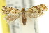  ( - 11ANIC-09843)  @11 [ ] CreativeCommons - Attribution (2011) ANIC/CBG Photography Group Centre for Biodiversity Genomics