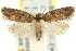  ( - 11ANIC-09853)  @14 [ ] CreativeCommons - Attribution (2011) ANIC/CBG Photography Group Centre for Biodiversity Genomics