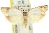  ( - 11ANIC-09965)  @13 [ ] CreativeCommons - Attribution (2011) ANIC/CBG Photography Group Centre for Biodiversity Genomics