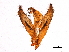  ( - 11ANIC-11220)  @11 [ ] CreativeCommons - Attribution (2018) CBG Photography Group Centre for Biodiversity Genomics
