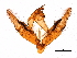  ( - 11ANIC-11301)  @12 [ ] CreativeCommons - Attribution (2018) CBG Photography Group Centre for Biodiversity Genomics