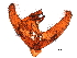  ( - 11ANIC-11312)  @11 [ ] CreativeCommons - Attribution (2019) CBG Photography Group Centre for Biodiversity Genomics