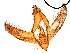  ( - 11ANIC-11330)  @11 [ ] CreativeCommons - Attribution (2018) CBG Photography Group Centre for Biodiversity Genomics