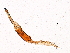  ( - 11ANIC-11338)  @11 [ ] CreativeCommons - Attribution (2018) CBG Photography Group Centre for Biodiversity Genomics