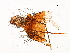  ( - 11ANIC-11340)  @11 [ ] CreativeCommons - Attribution (2018) CBG Photography Group Centre for Biodiversity Genomics