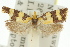  ( - 11ANIC-10045)  @11 [ ] CreativeCommons - Attribution (2011) ANIC/CBG Photography Group Centre for Biodiversity Genomics
